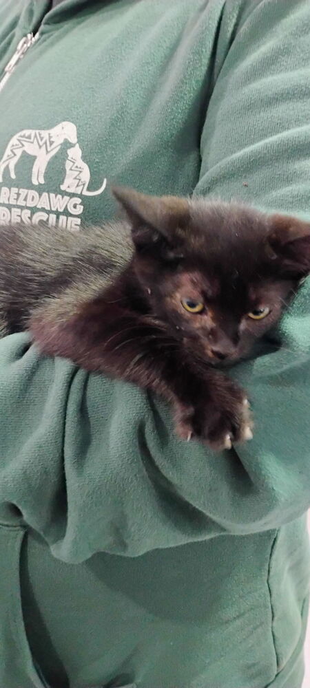 Blackie