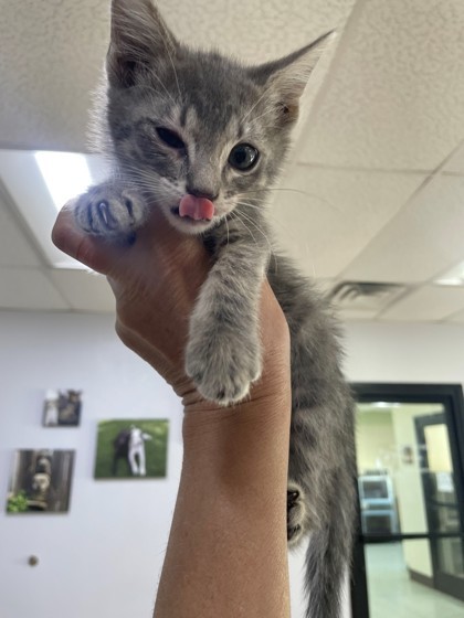 Ali Cat