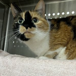 Nova, Adult Female unknown