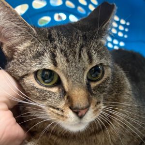 Tigger, Adult Female unknown