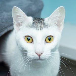 Coconut, Adult Female unknown