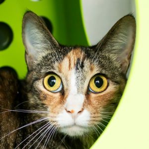 Myrtle, Adult Female unknown