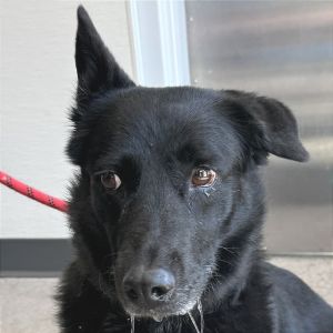 Bella, Senior Female unknown