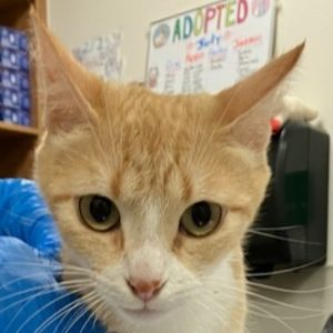96009, Adult Female unknown