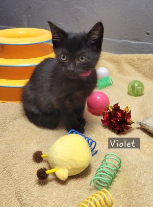 Violet, Baby Female unknown