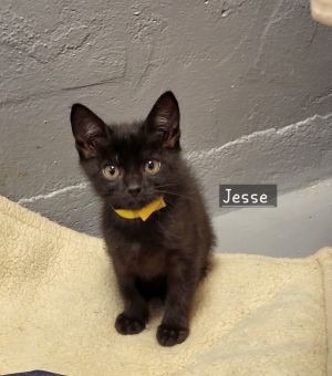 Jesse, Baby Female unknown