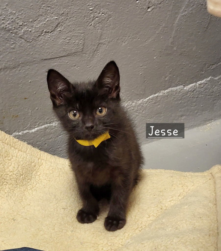 Jesse