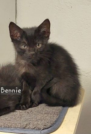 Bennie, Baby Male unknown
