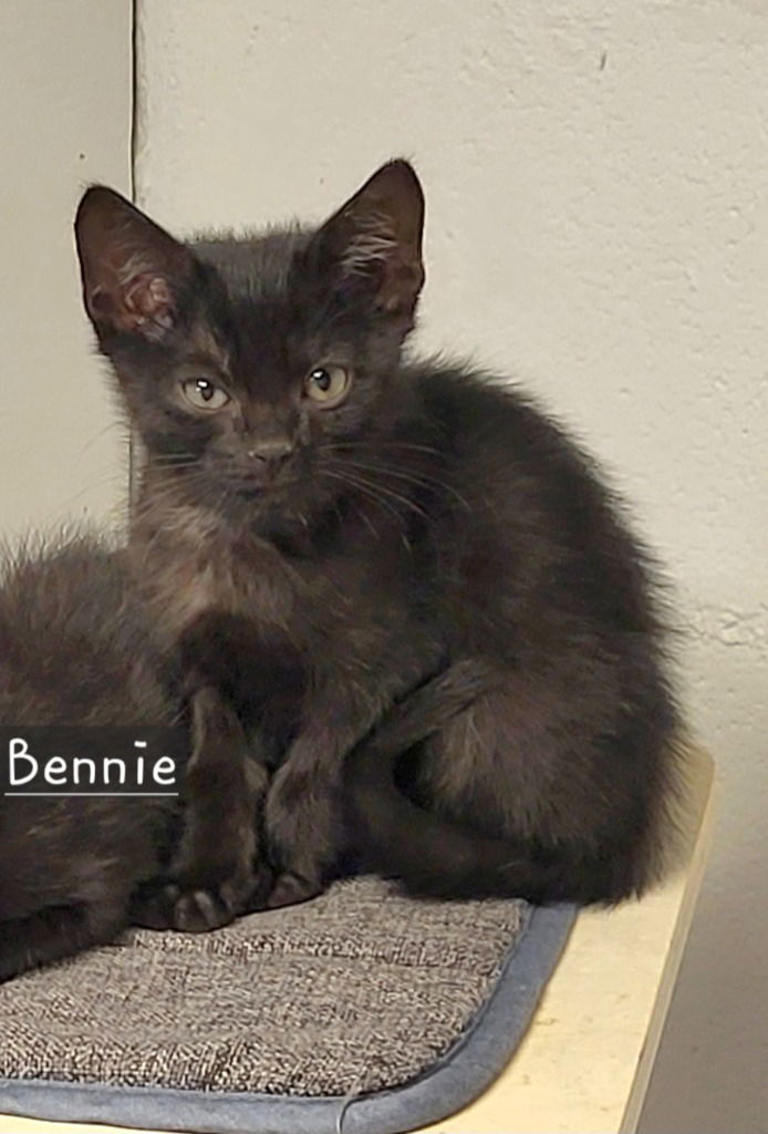 Bennie