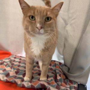 Oscar, Adult Male unknown