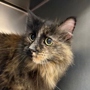 Hi there My name is Artemis and Im at the Santa Maria Campus Im a 14 year old Female Domestic