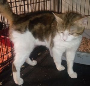 Romeo, Adult Male unknown