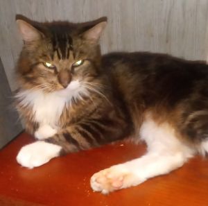 George, Adult Male unknown