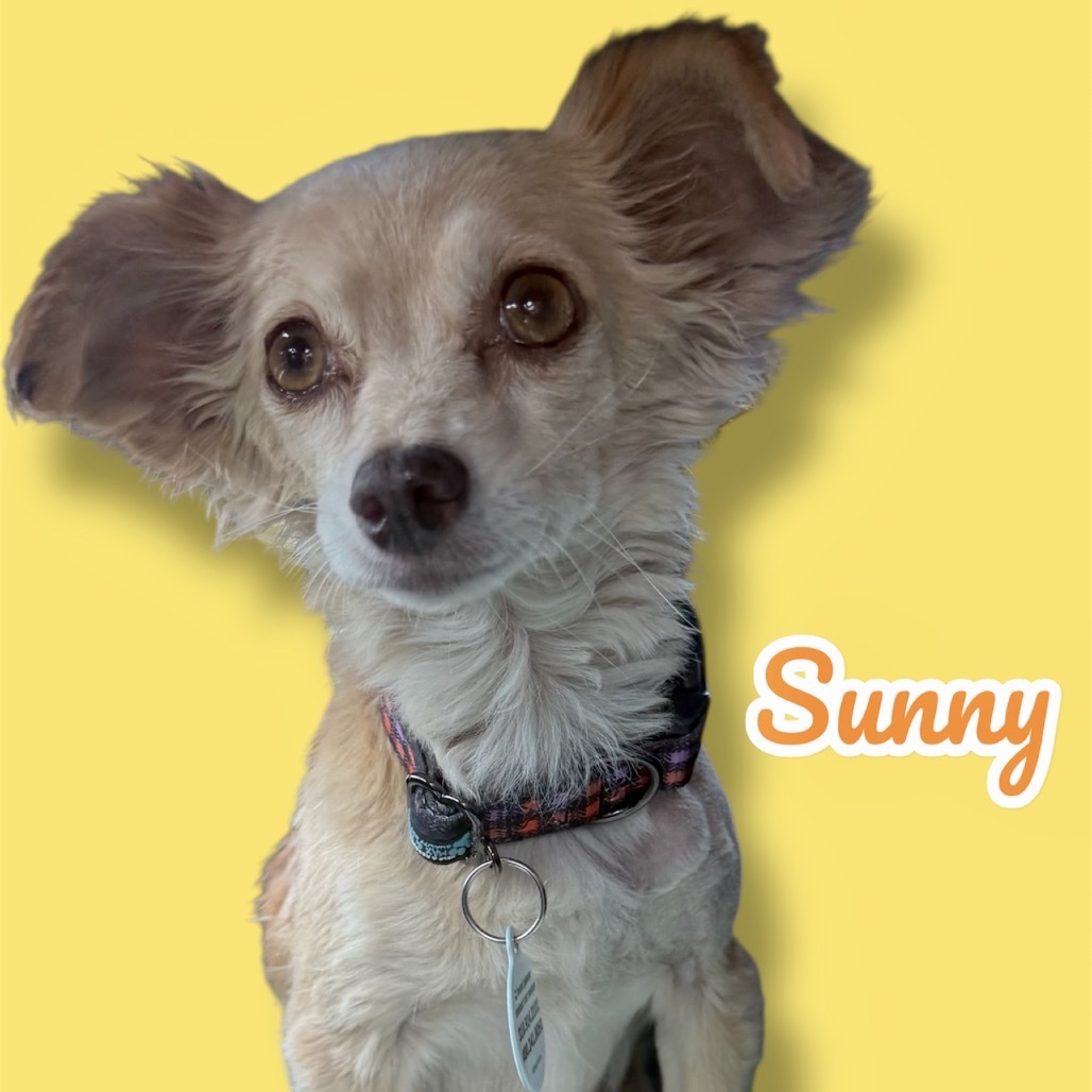 Sunflower (Sunny), an adoptable Papillon, Mixed Breed in Scottsdale, AZ, 85253 | Photo Image 1