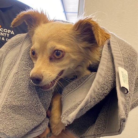 Sunflower (Sunny), an adoptable Papillon, Mixed Breed in Scottsdale, AZ, 85253 | Photo Image 2
