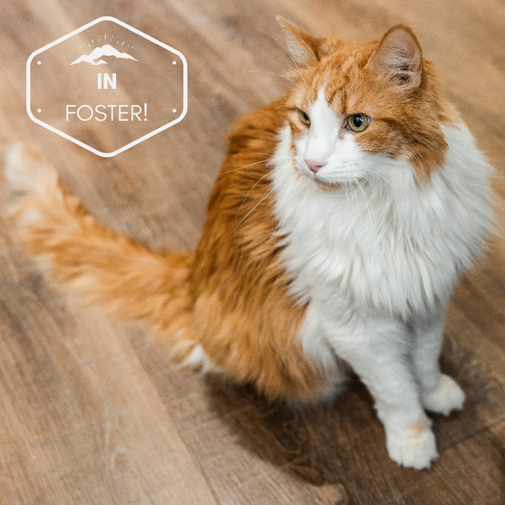 Zephyr Cove, an adoptable Domestic Long Hair in Incline Village, NV, 89451 | Photo Image 1