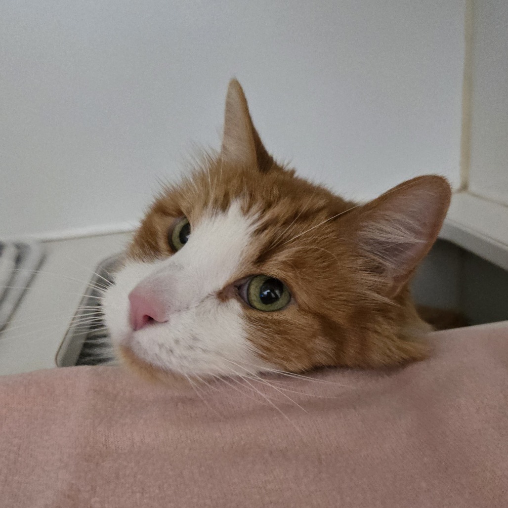 Zephyr Cove, an adoptable Domestic Long Hair in Incline Village, NV, 89451 | Photo Image 2