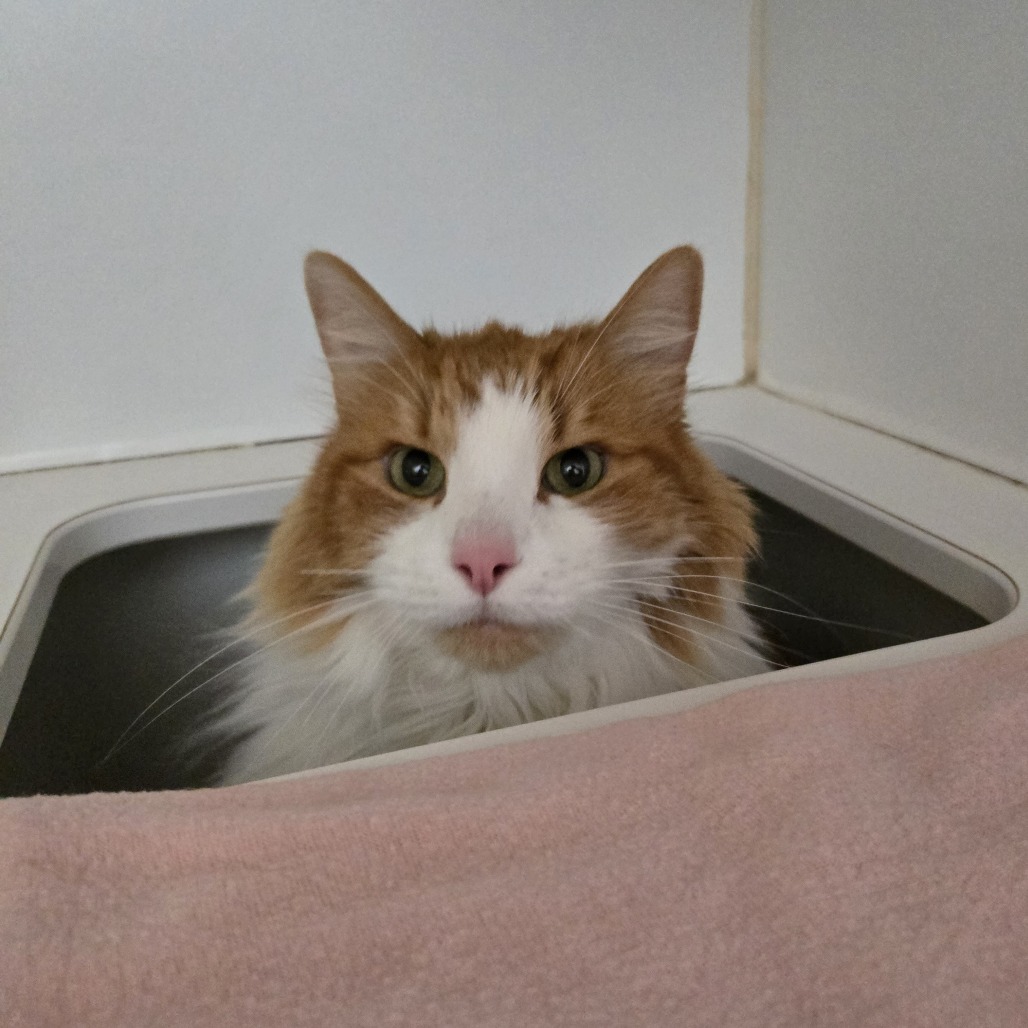 Zephyr Cove, an adoptable Domestic Long Hair in Incline Village, NV, 89451 | Photo Image 3