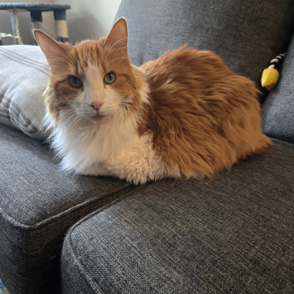 Zephyr Cove, an adoptable Domestic Long Hair in Incline Village, NV, 89451 | Photo Image 4