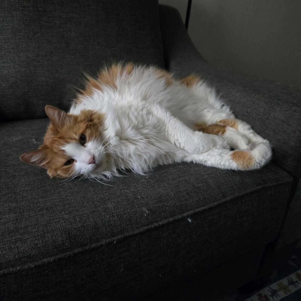 Zephyr Cove, an adoptable Domestic Long Hair in Incline Village, NV, 89451 | Photo Image 5