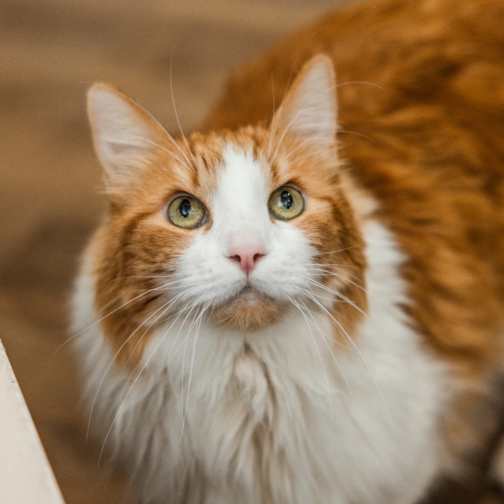 Zephyr Cove, an adoptable Domestic Long Hair in Incline Village, NV, 89451 | Photo Image 6