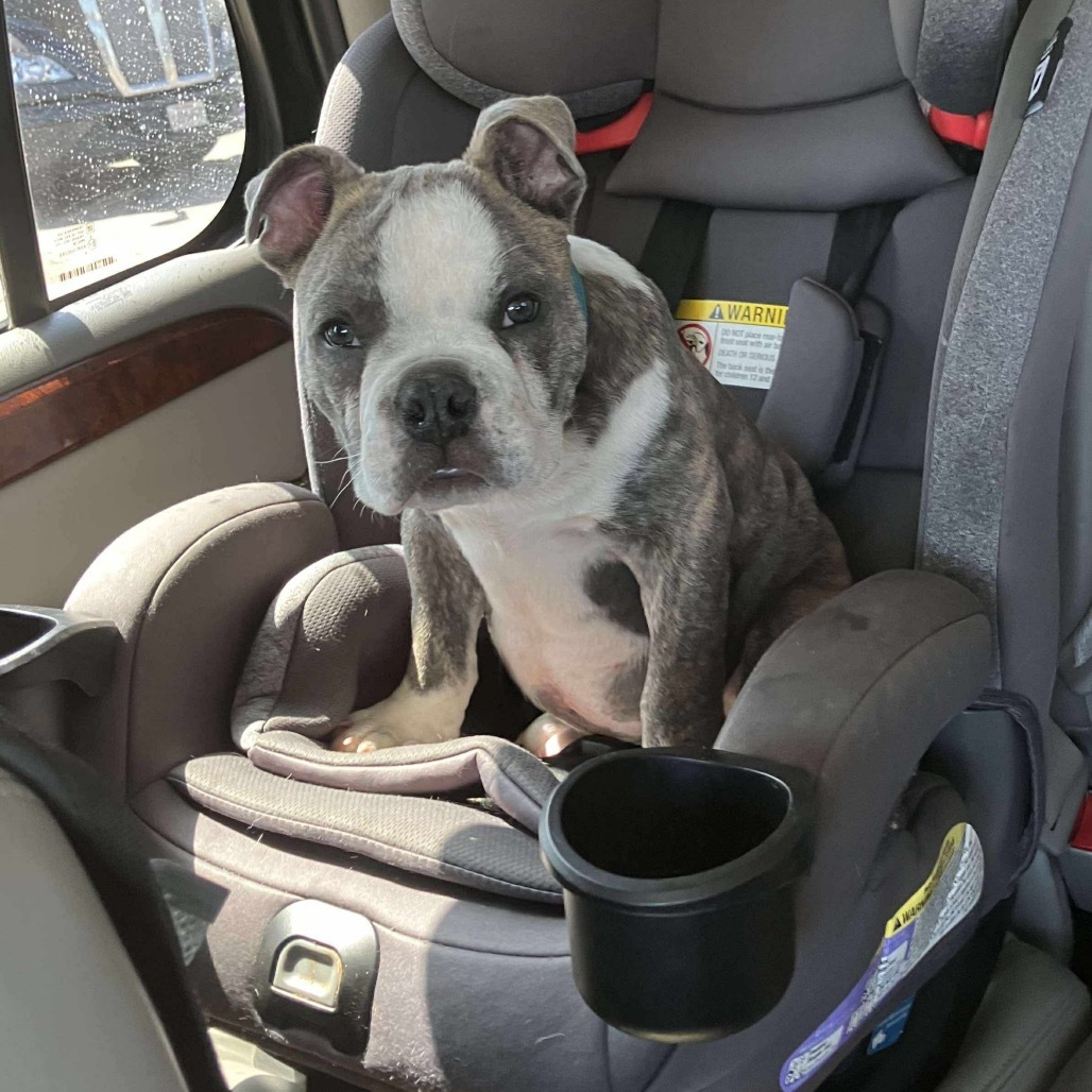 Fig, an adoptable English Bulldog, Pit Bull Terrier in Dodge City, KS, 67801 | Photo Image 1