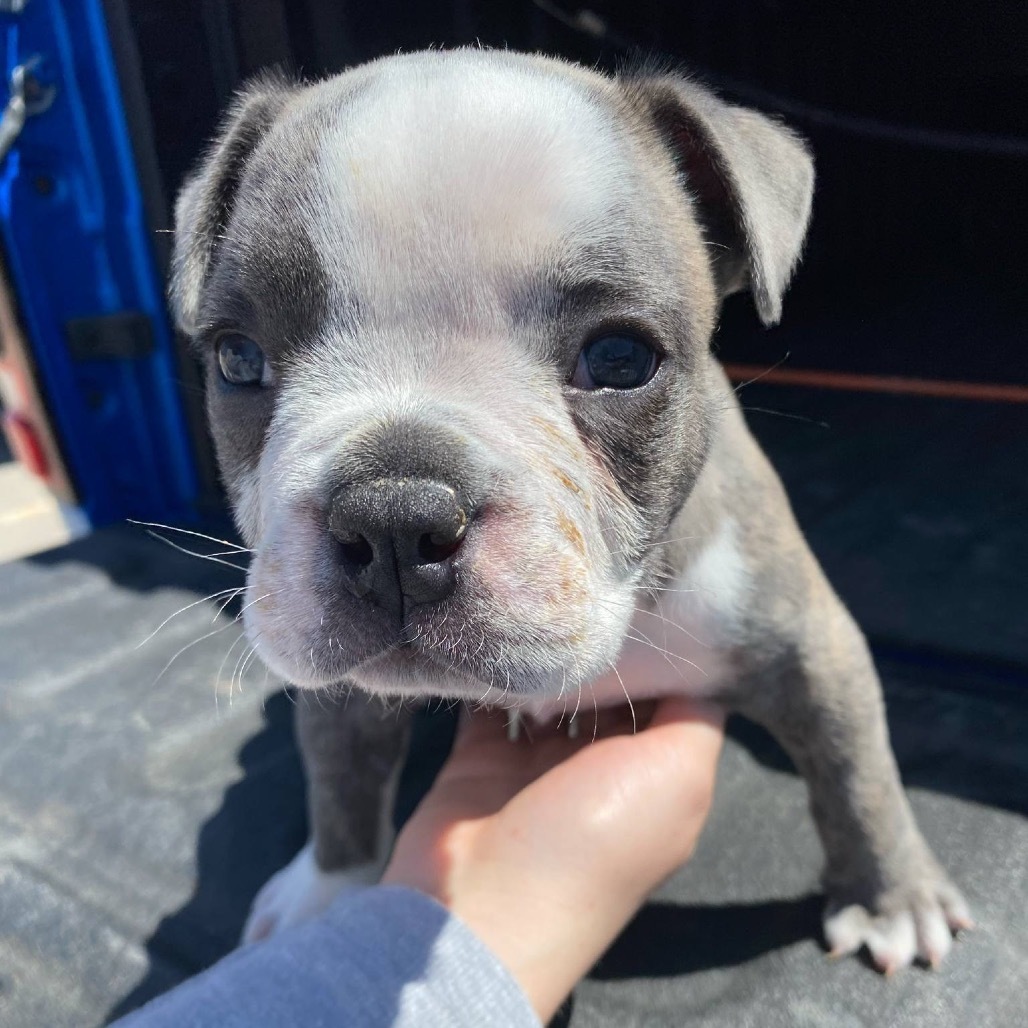 Fig, an adoptable English Bulldog, Pit Bull Terrier in Dodge City, KS, 67801 | Photo Image 4