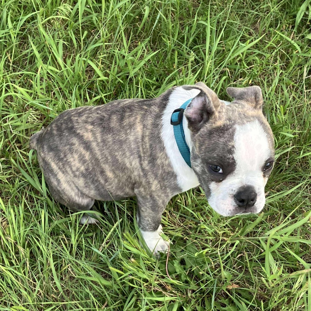 Fig, an adoptable English Bulldog, Pit Bull Terrier in Dodge City, KS, 67801 | Photo Image 5