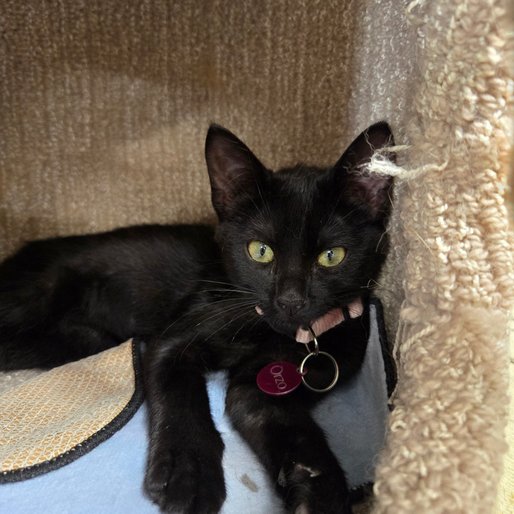 Orzo, an adoptable Domestic Short Hair in Buffalo, WY, 82834 | Photo Image 1