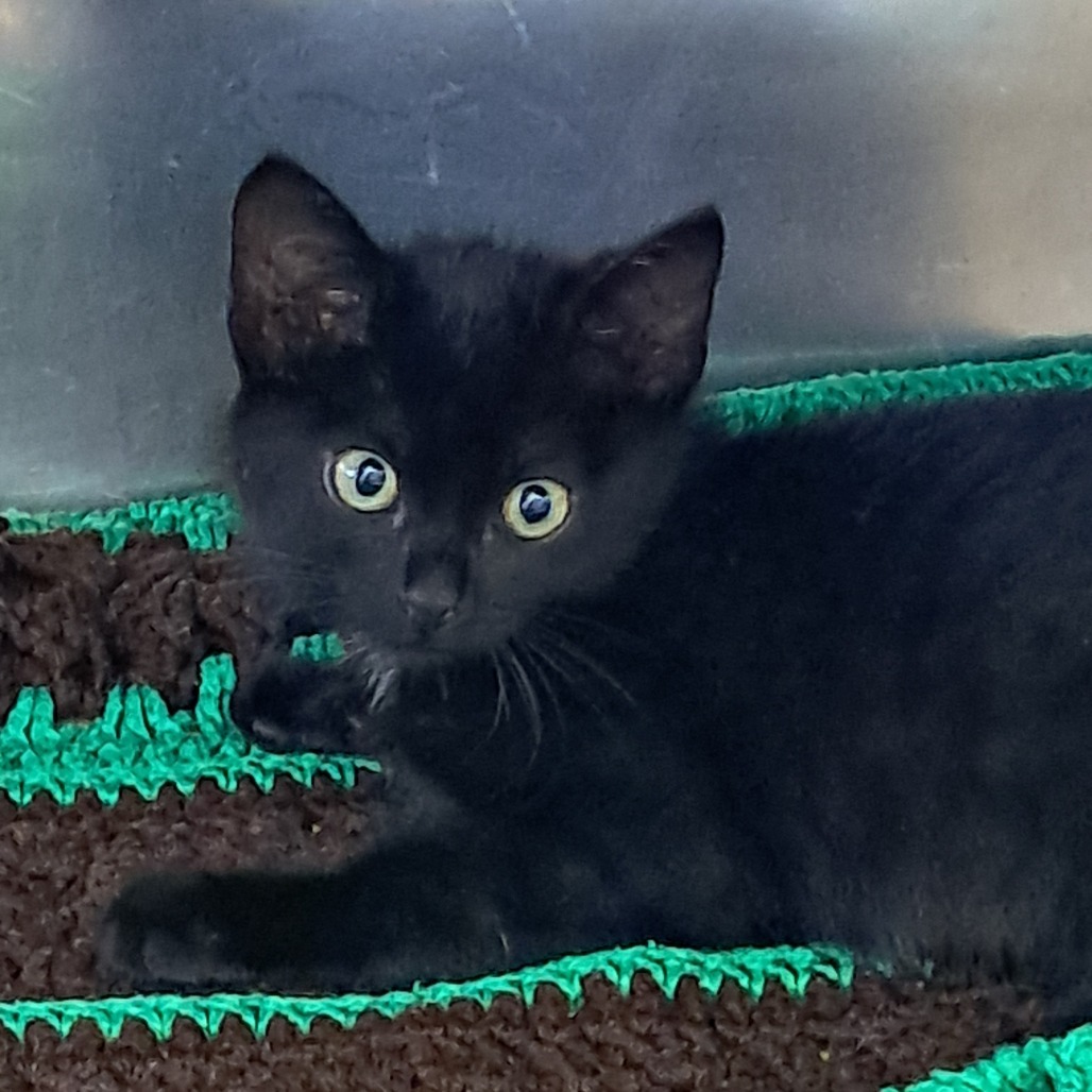 Orzo, an adoptable Domestic Short Hair in Buffalo, WY, 82834 | Photo Image 2