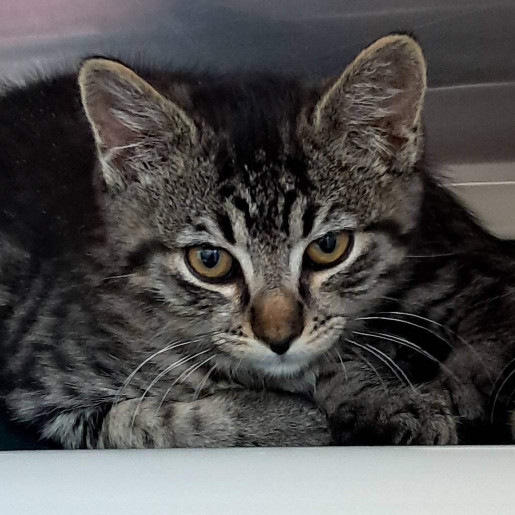 Tortellini, an adoptable Domestic Short Hair in Buffalo, WY, 82834 | Photo Image 2