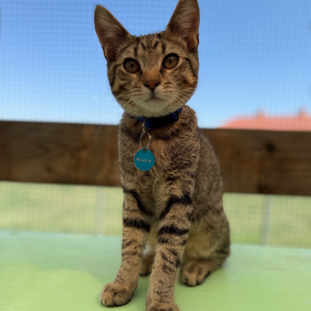 Tortellini, an adoptable Domestic Short Hair in Buffalo, WY, 82834 | Photo Image 3