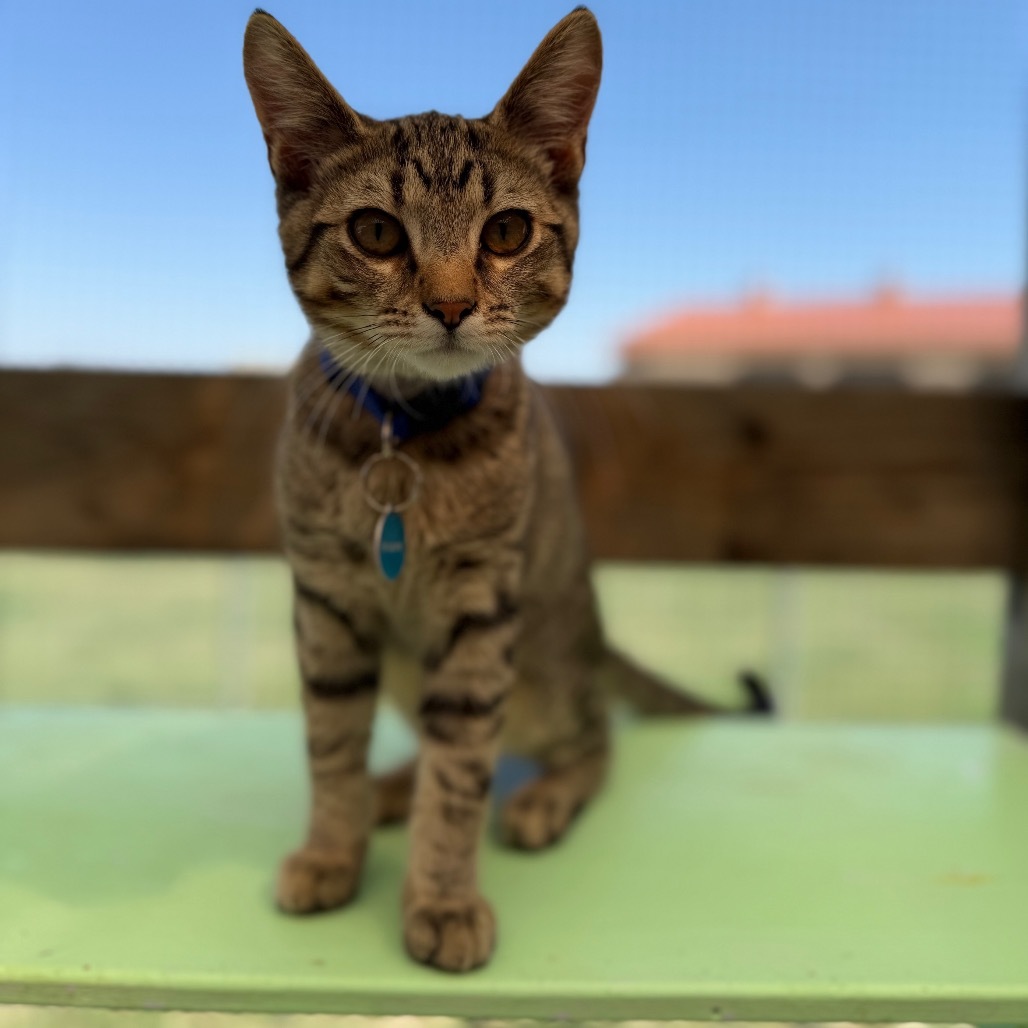 Tortellini, an adoptable Domestic Short Hair in Buffalo, WY, 82834 | Photo Image 4