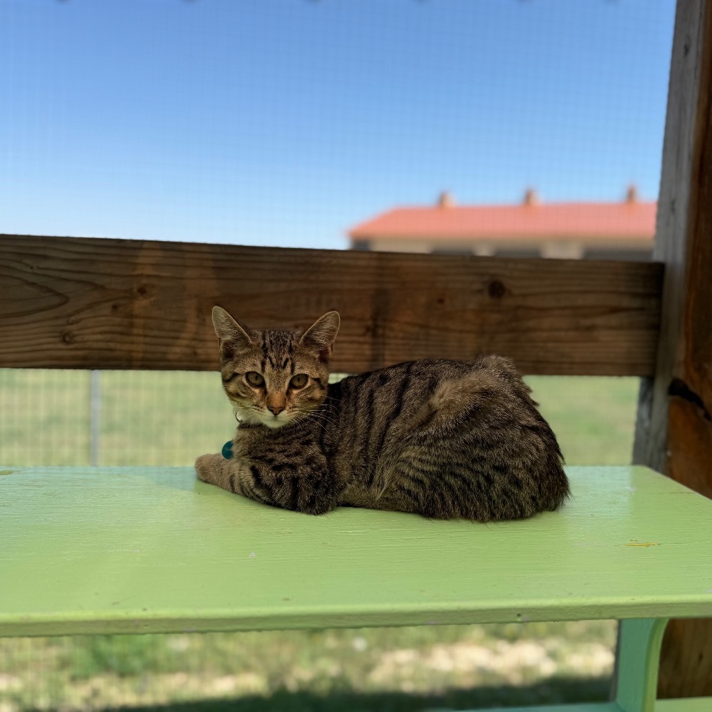 Tortellini, an adoptable Domestic Short Hair in Buffalo, WY, 82834 | Photo Image 5