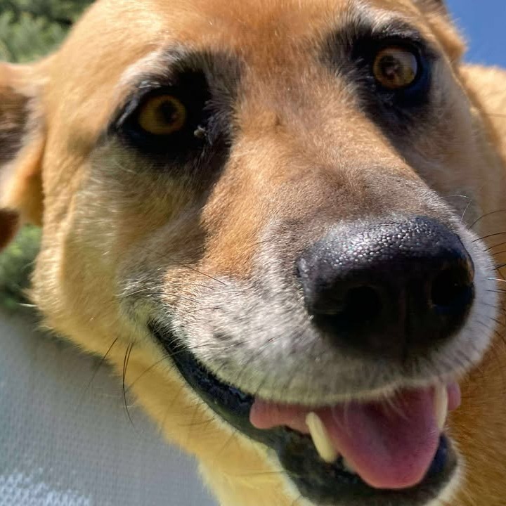 Quinn, an adoptable Shepherd in Buffalo, WY, 82834 | Photo Image 6
