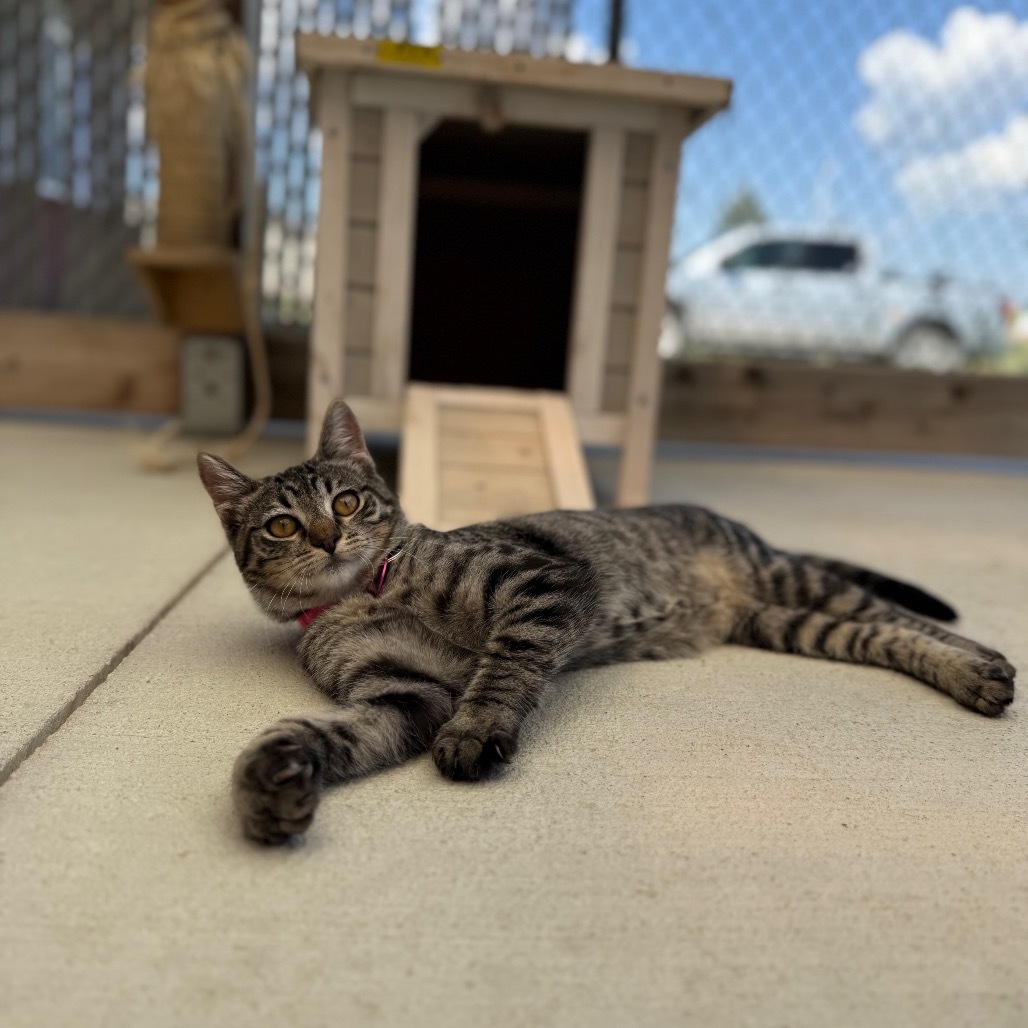 Fettucine, an adoptable Domestic Short Hair in Buffalo, WY, 82834 | Photo Image 1