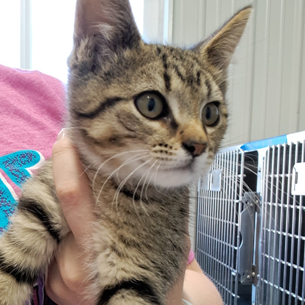 Fettucine, an adoptable Domestic Short Hair in Buffalo, WY, 82834 | Photo Image 2