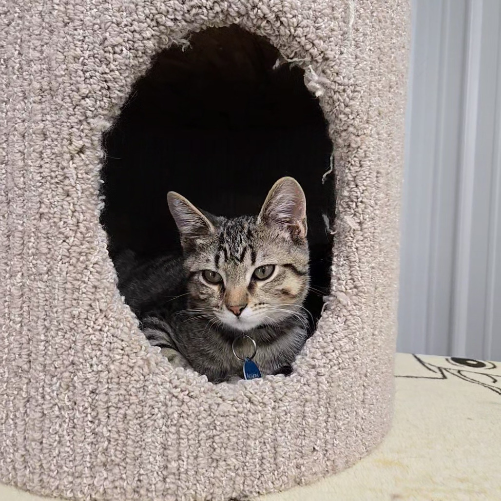 Fettucine, an adoptable Domestic Short Hair in Buffalo, WY, 82834 | Photo Image 3
