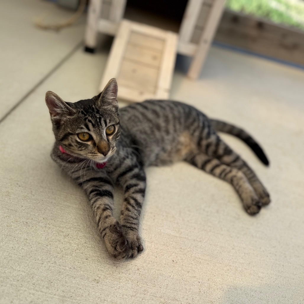 Fettucine, an adoptable Domestic Short Hair in Buffalo, WY, 82834 | Photo Image 4