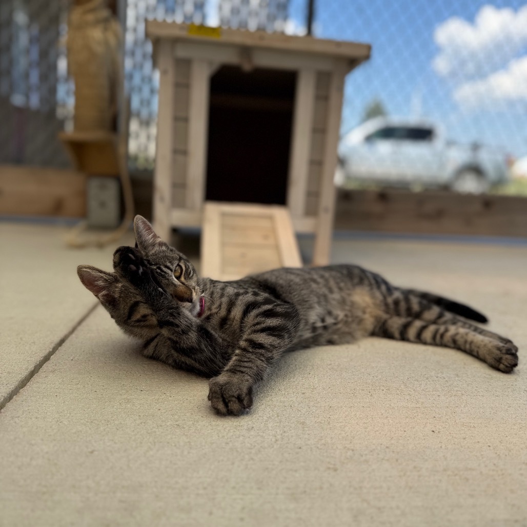 Fettucine, an adoptable Domestic Short Hair in Buffalo, WY, 82834 | Photo Image 5