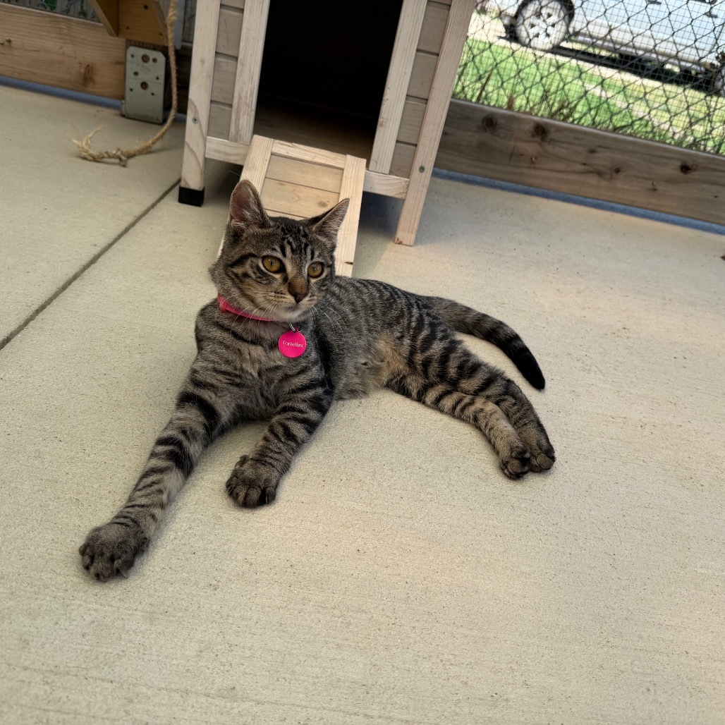 Fettucine, an adoptable Domestic Short Hair in Buffalo, WY, 82834 | Photo Image 6