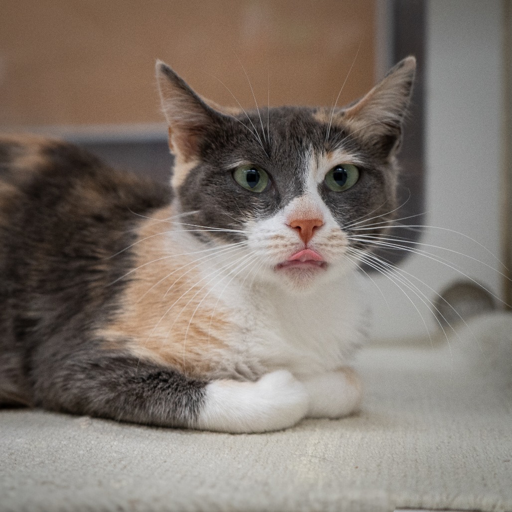 Magic, an adoptable Domestic Short Hair in Cheyenne, WY, 82007 | Photo Image 1