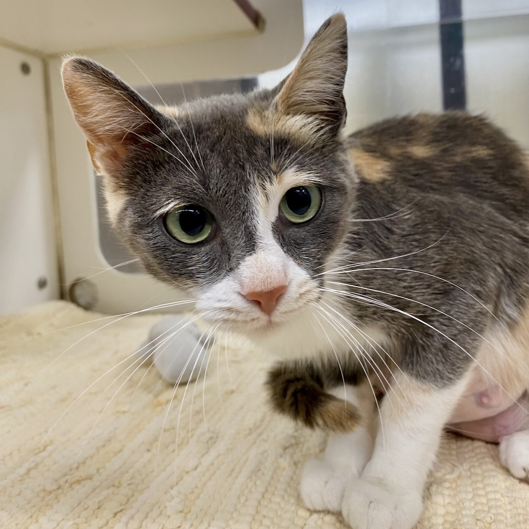 Magic, an adoptable Domestic Short Hair in Cheyenne, WY, 82007 | Photo Image 2