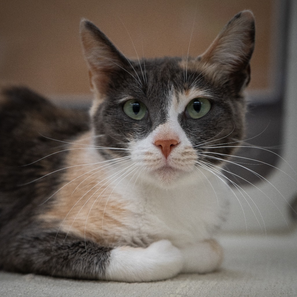 Magic, an adoptable Domestic Short Hair in Cheyenne, WY, 82007 | Photo Image 3