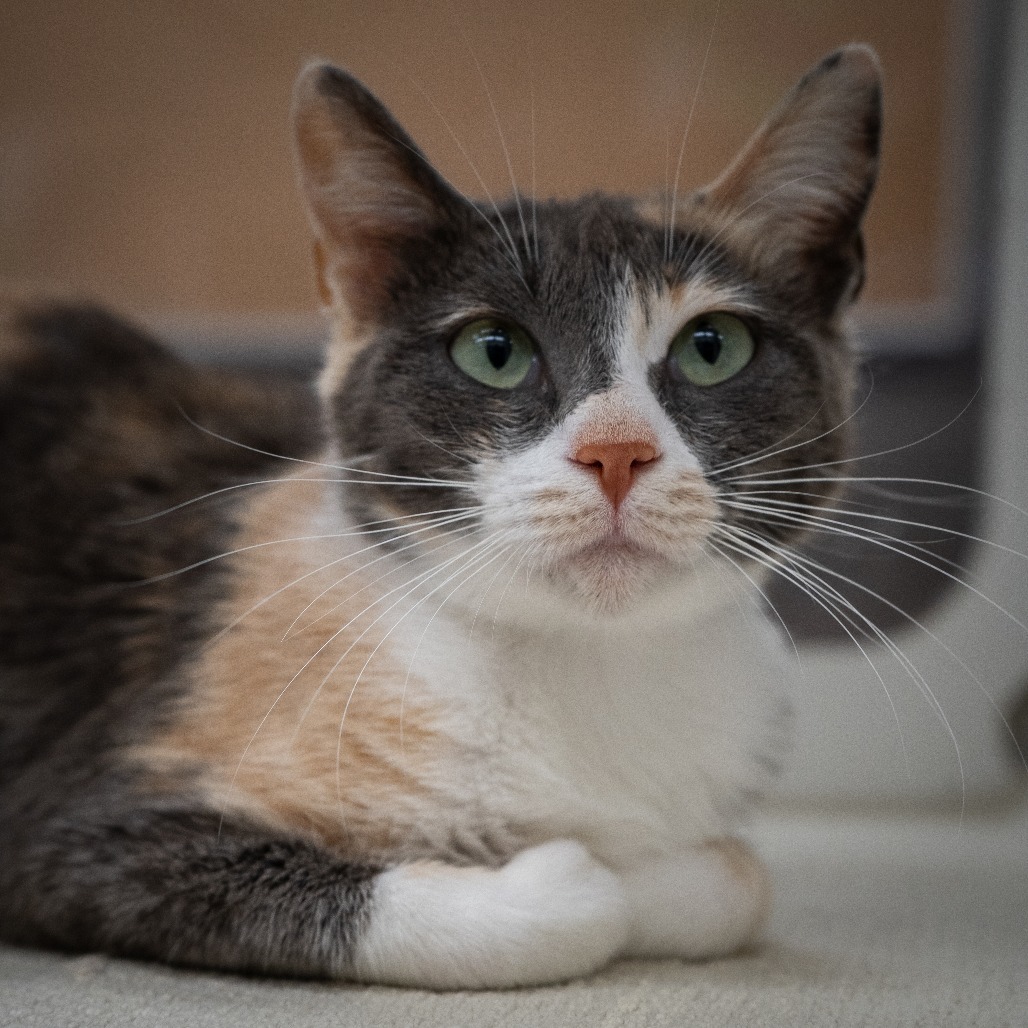 Magic, an adoptable Domestic Short Hair in Cheyenne, WY, 82007 | Photo Image 4