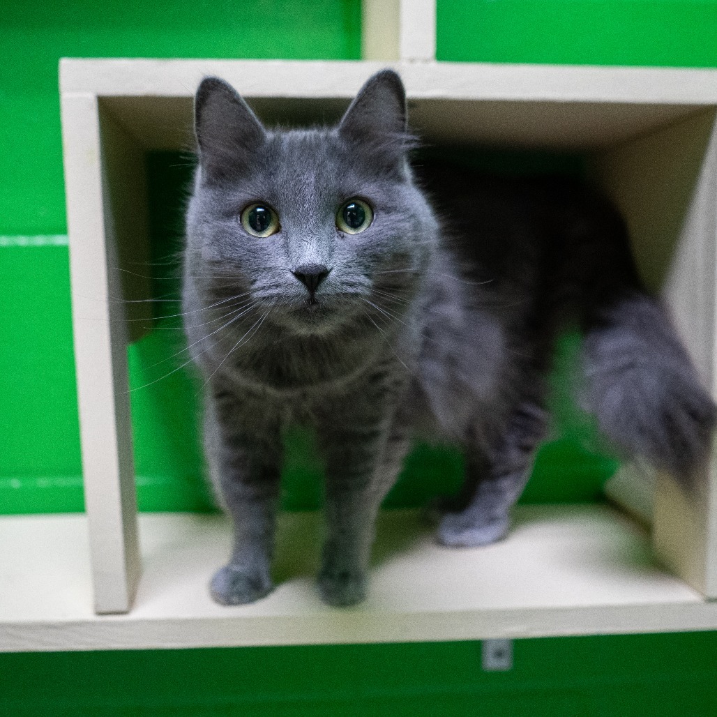 Noodle, an adoptable Domestic Medium Hair in Cheyenne, WY, 82007 | Photo Image 1
