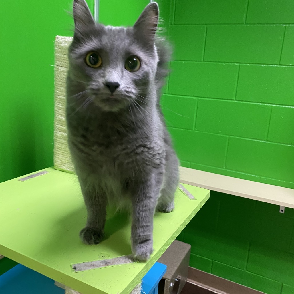 Noodle, an adoptable Domestic Medium Hair in Cheyenne, WY, 82007 | Photo Image 2