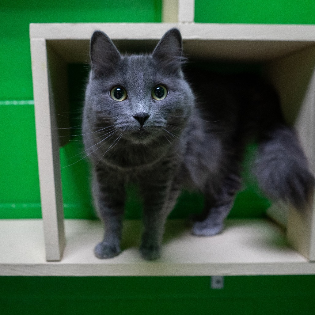 Noodle, an adoptable Domestic Medium Hair in Cheyenne, WY, 82007 | Photo Image 3