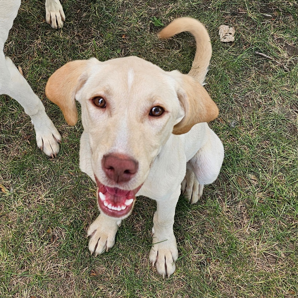 Sunny, an adoptable Yellow Labrador Retriever in Bismarck, ND, 58507 | Photo Image 1