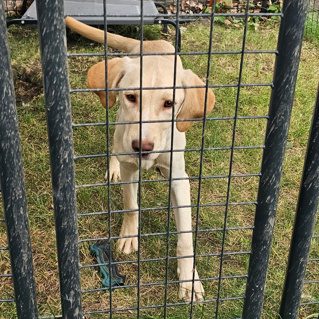 Sunny, an adoptable Yellow Labrador Retriever in Bismarck, ND, 58507 | Photo Image 2